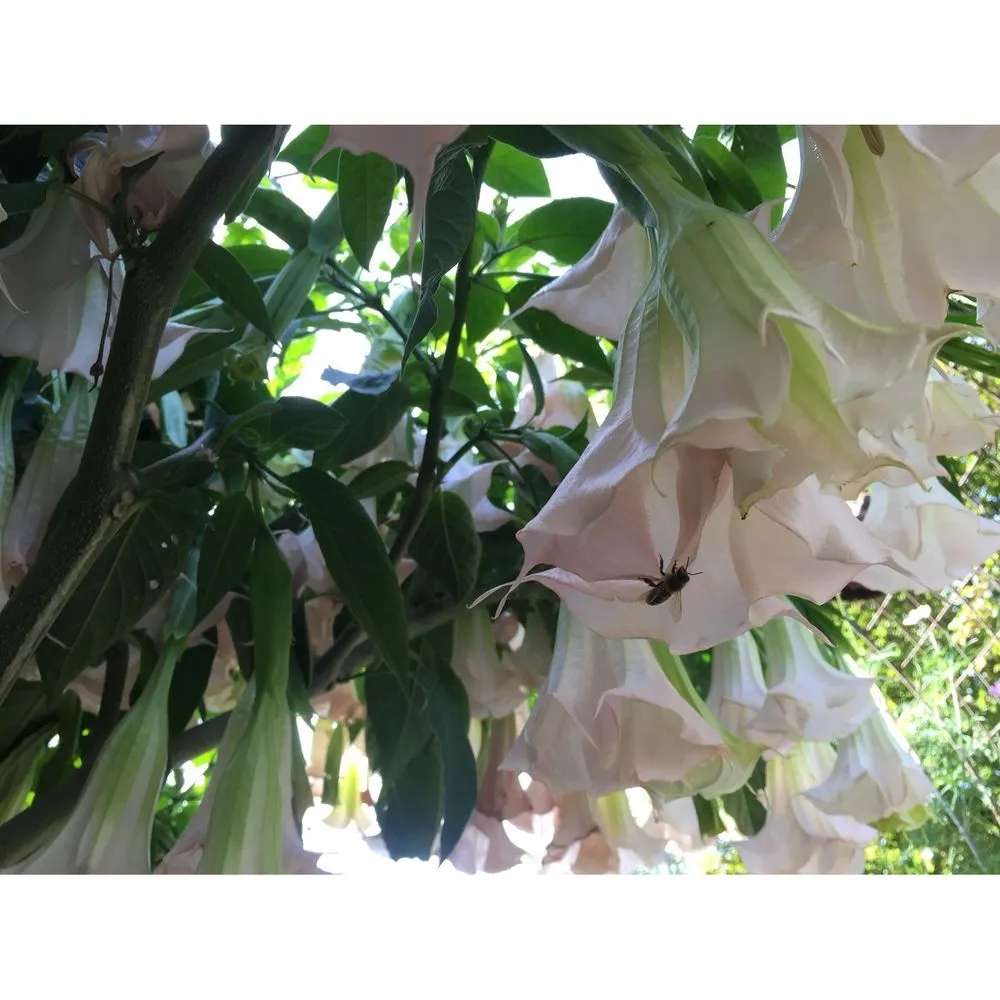 Local yard maintenance in Seattle, WA - Wildcraft Gardens