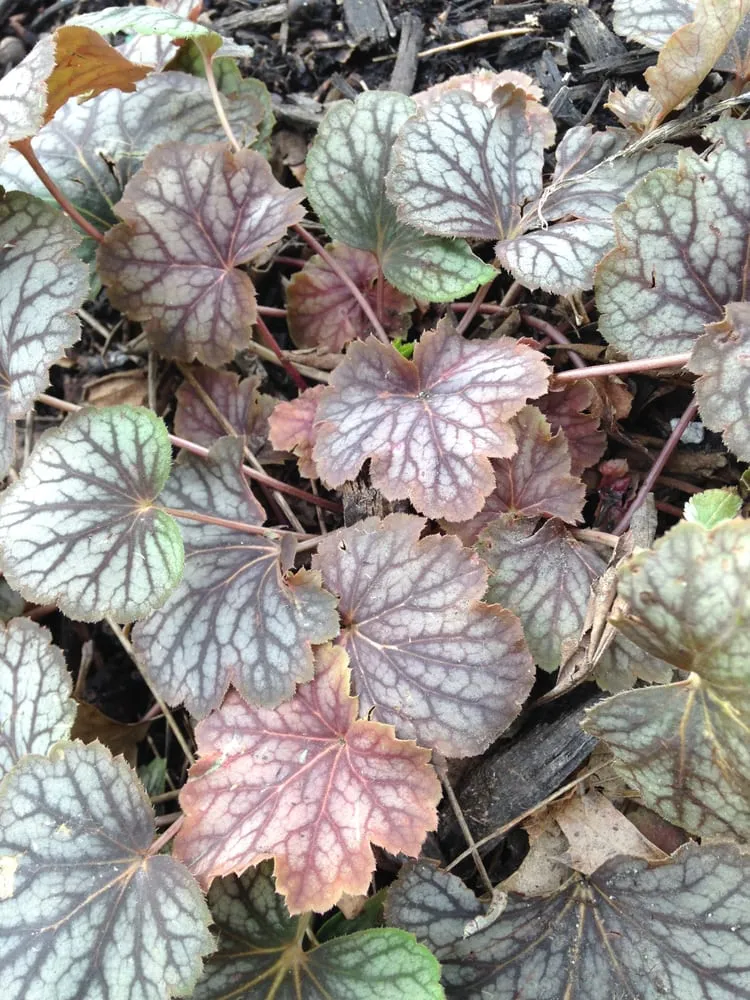 Affordable garden landscaping in Evansville, IN by Wilde Horticulture