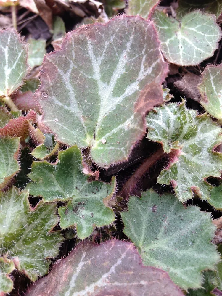 Expert landscaping services for residential properties across Evansville, IN - Wilde Horticulture