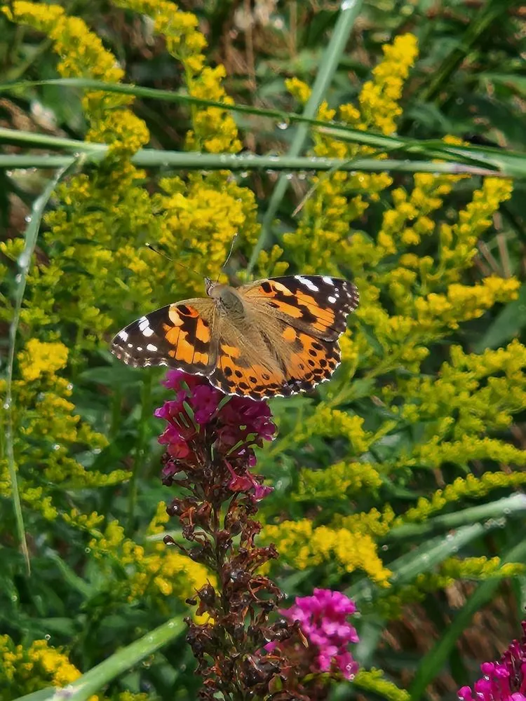 Professional yard cleanup service for beautiful yards in Groton, CT by Wilder Gardens