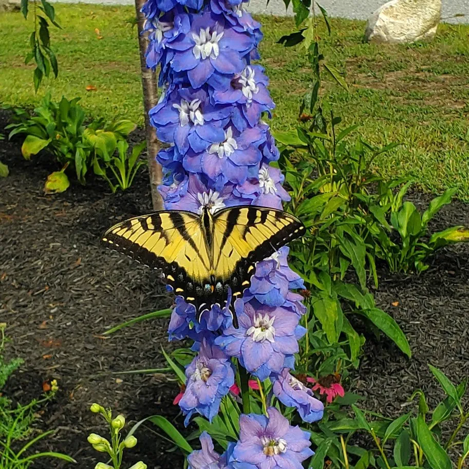 Affordable lawn mowing service in Groton, CT by Wilder Gardens