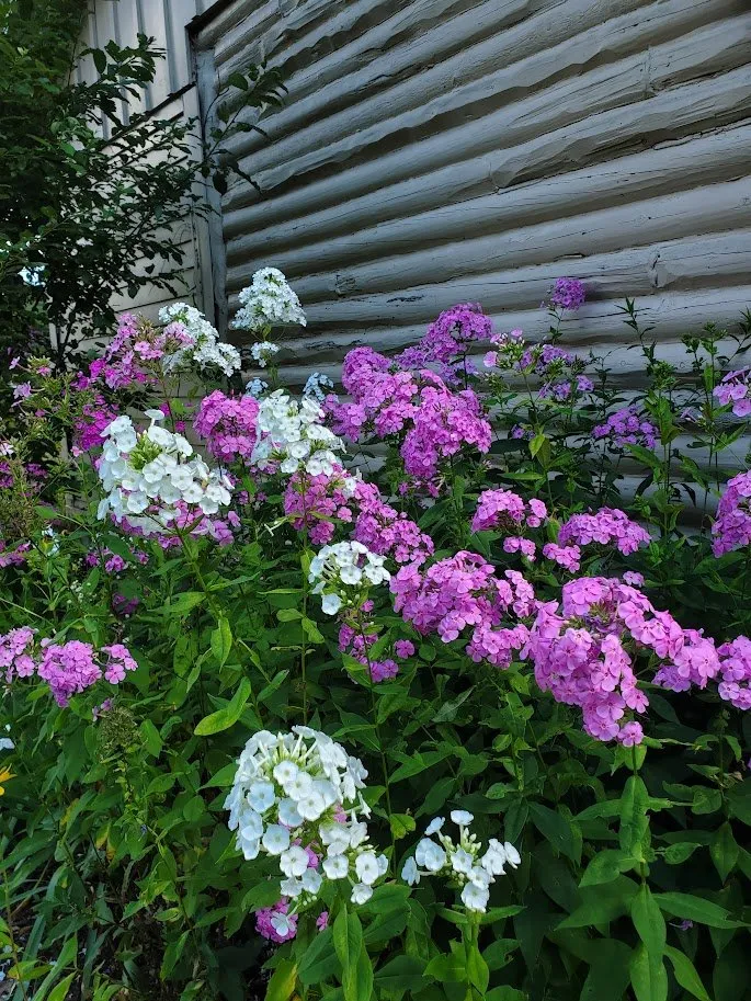 Affordable yard cleanup service for outdoor upgrades in Groton, CT by Wilder Gardens