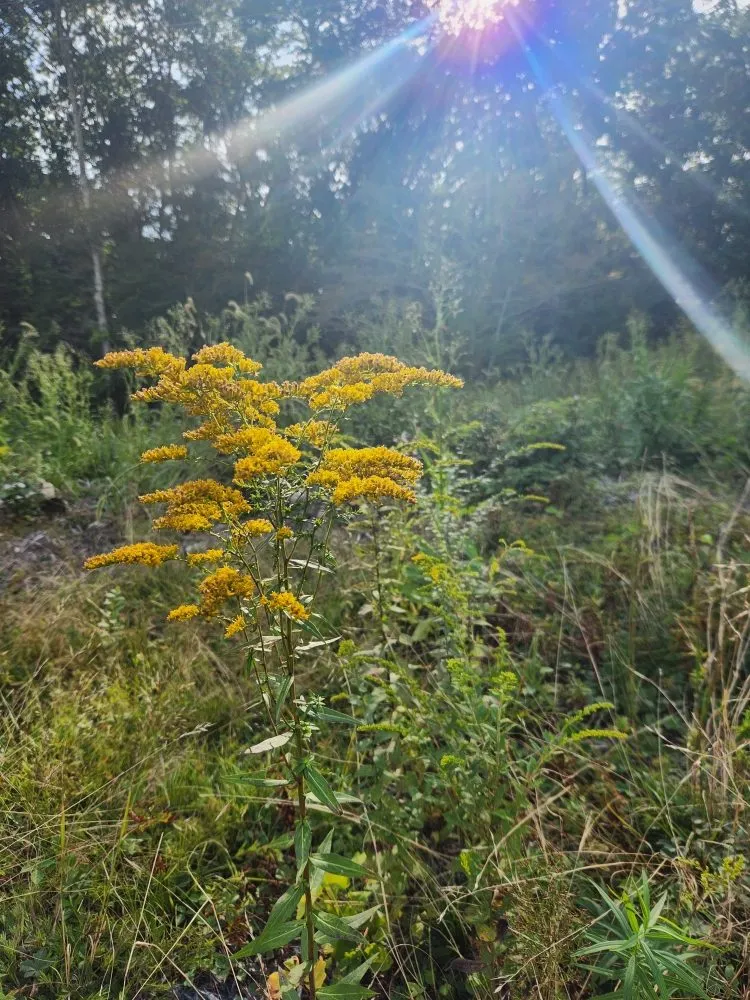 Trusted outdoor landscaping experts serving Groton, CT - Wilder Gardens