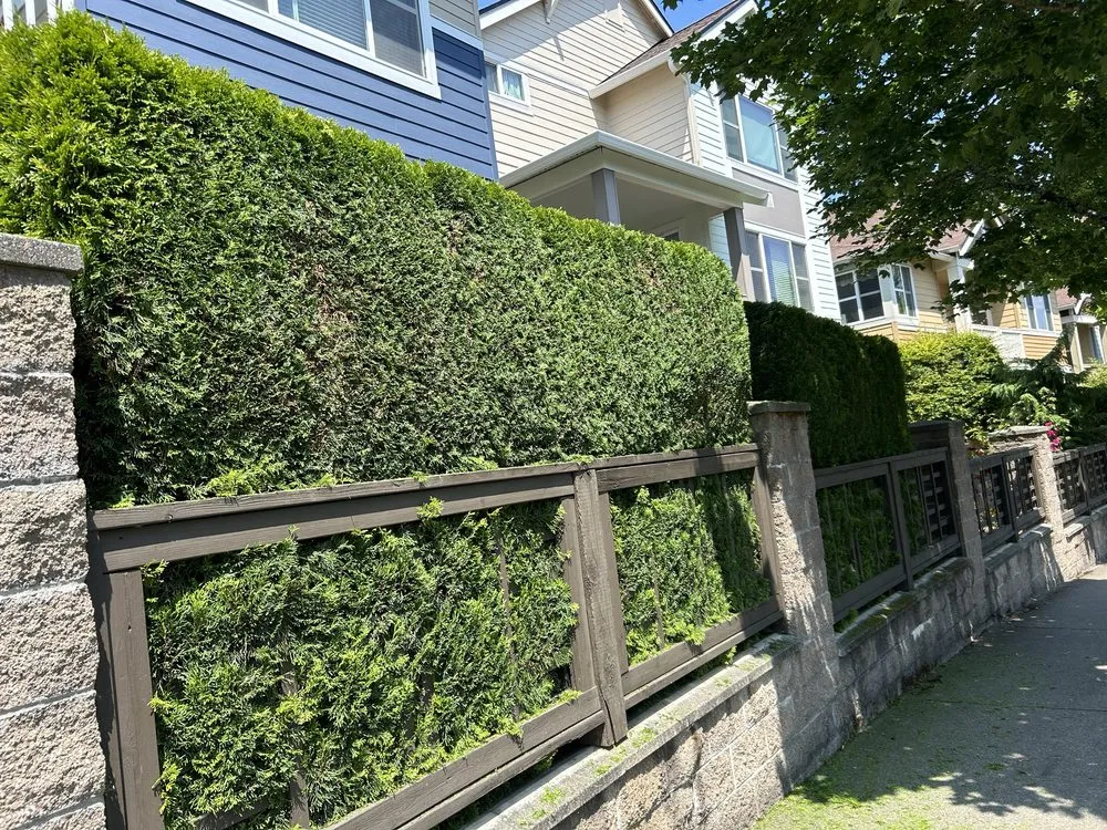 Reliable lawn care service in Bellevue, WA by Wilder Landscaping