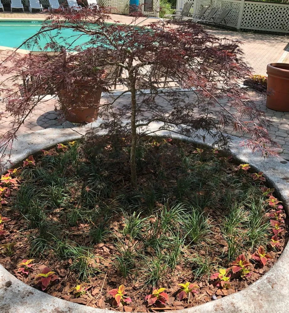 Top-rated yard maintenance for beautiful yards across Smyrna, GA - Wildflower Landscape & Maintenance