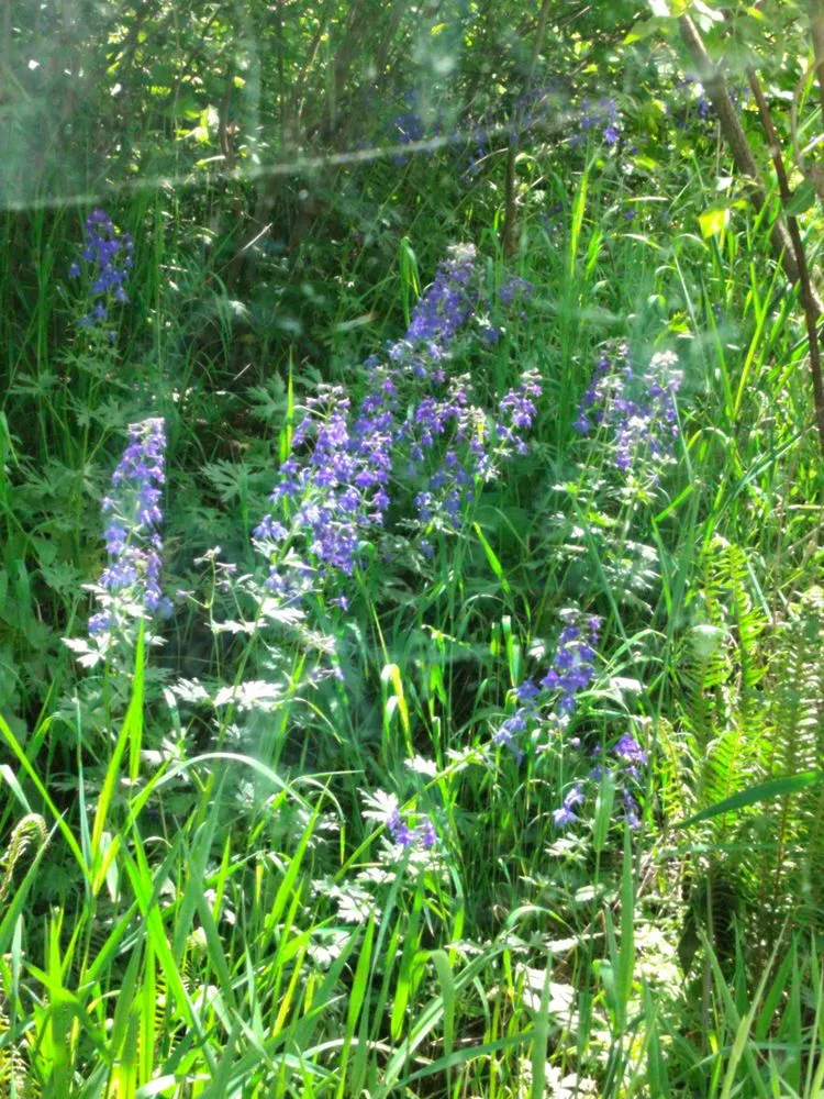 Expert outdoor landscaping experts serving Astoria, OR - Wildform Landscaping