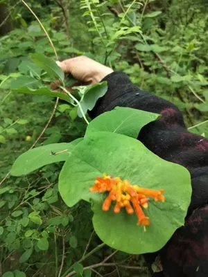 Wildform Landscaping