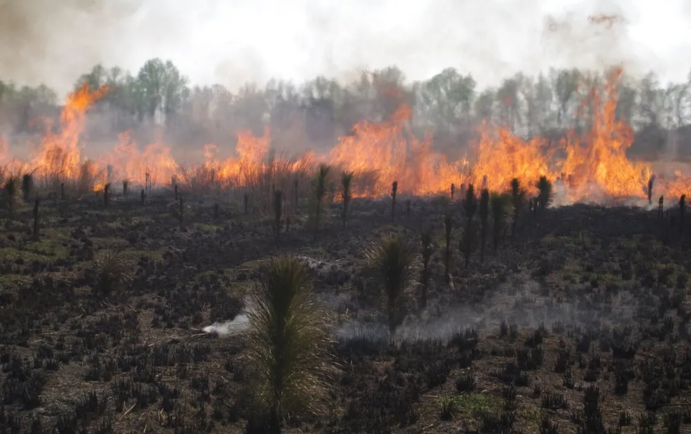 Local yard cleanup service in Liberty, NC by Wildland Forestry & Environmental