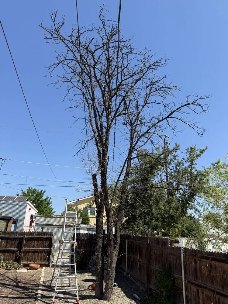 Trusted yard cleanup service in Cottonwood, AZ - Wildland Landscaping & Tree Removal