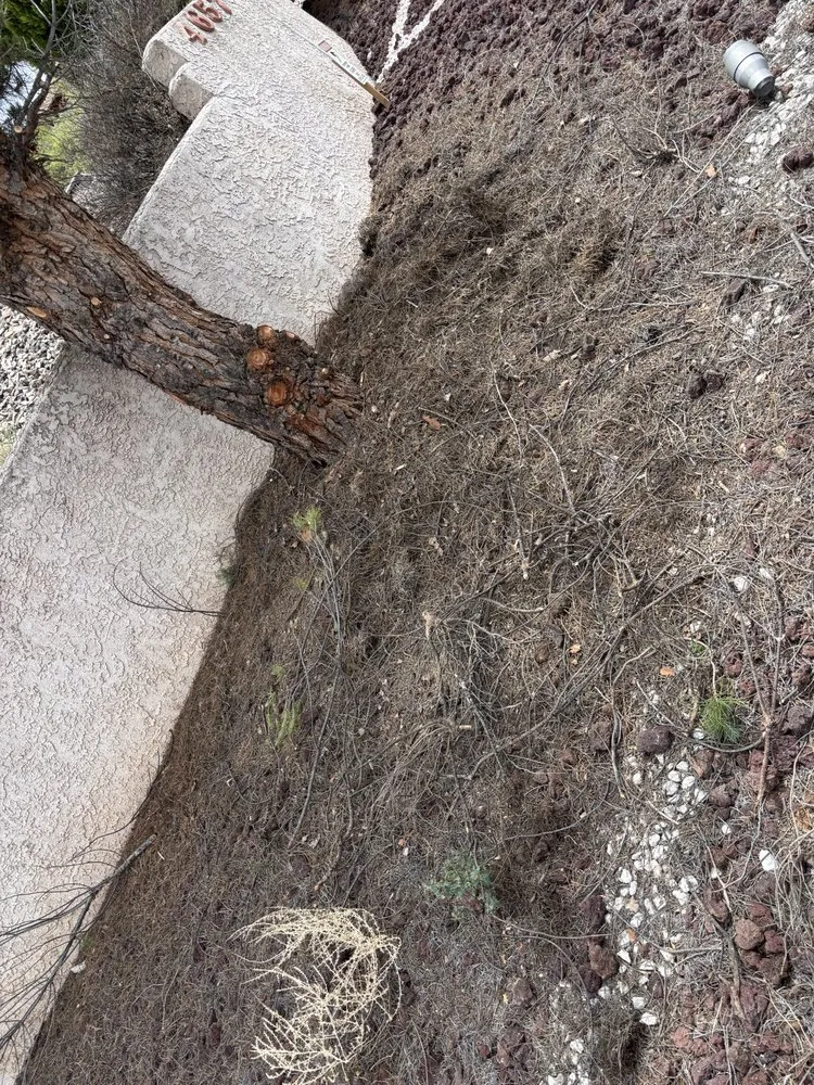 Reliable landscape design for beautiful yards across Cottonwood, AZ - Wildland Landscaping & Tree Removal