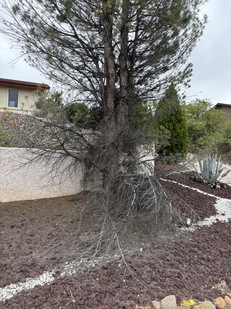 Top-rated yard cleanup service in Cottonwood, AZ - Wildland Landscaping & Tree Removal