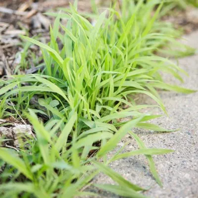 Wildlife Pest Control Logo