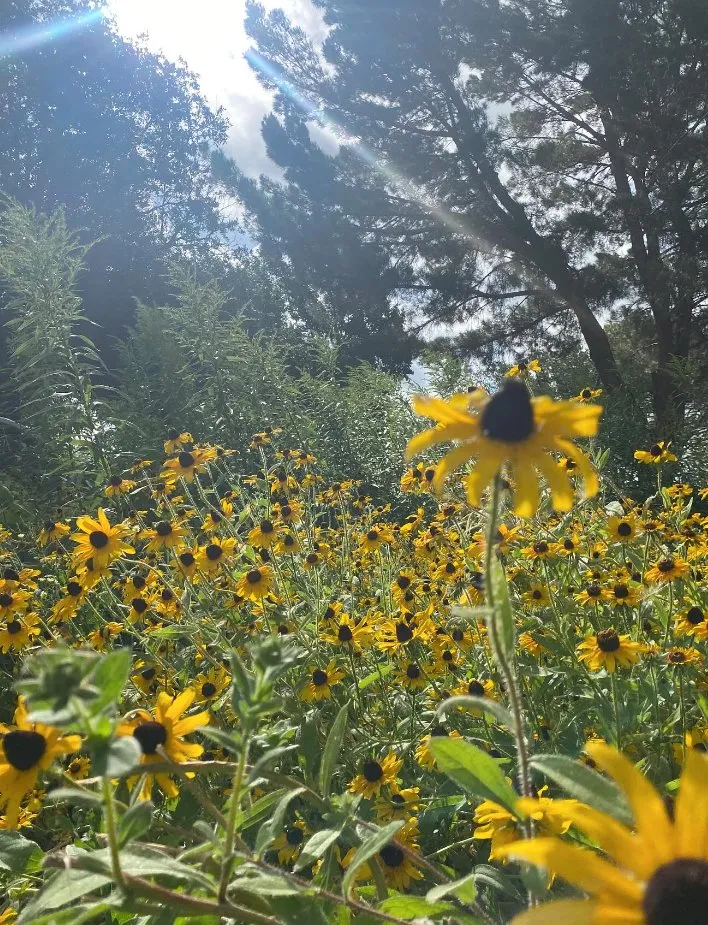 Affordable residential landscaping in Denton, TX by Wildscapers