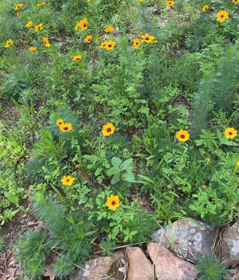 Trusted lawn care service in Denton, TX - Wildscapers