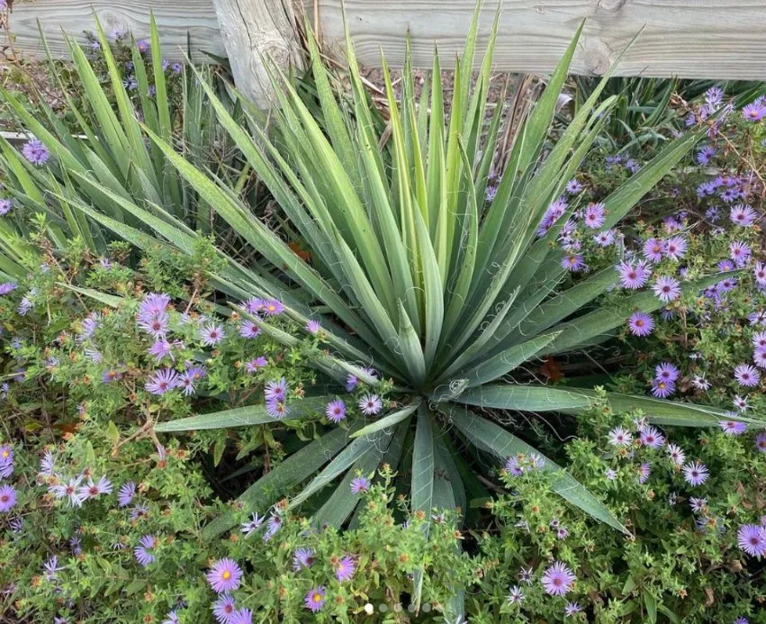 Affordable lawn mowing service in Denton, TX by Wildscapers