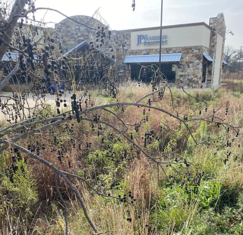 Reliable landscaping services for residential properties in Denton, TX by Wildscapers