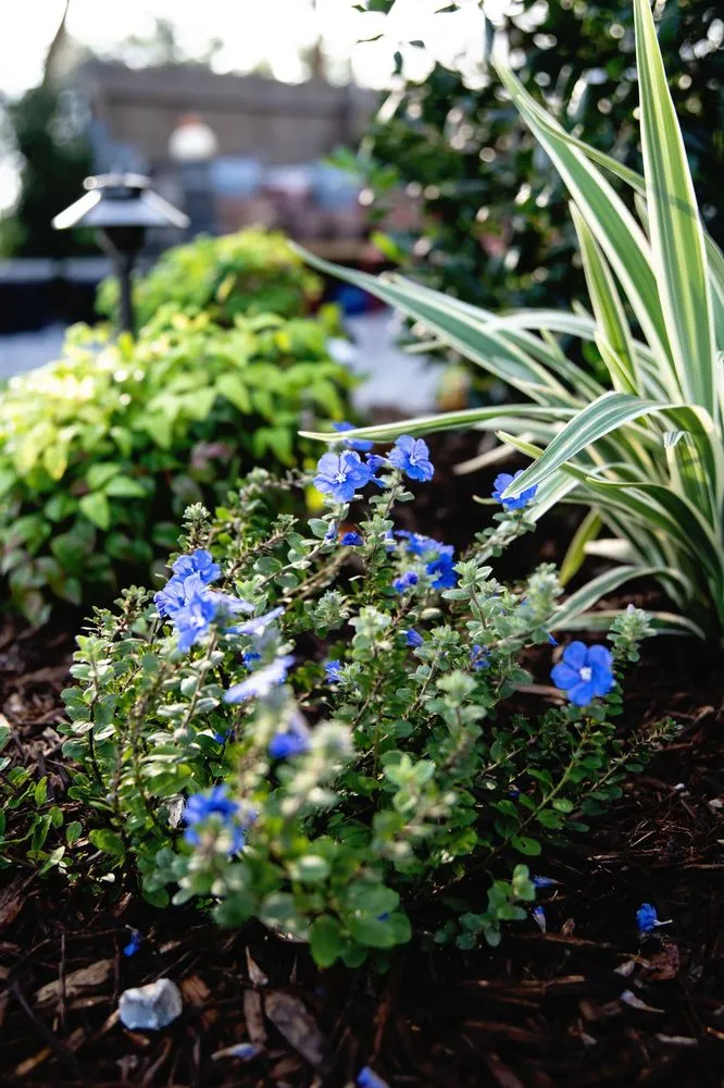 Reliable residential landscaping in Shalimar, FL by Wildwood Garden Shoppe & Nursery