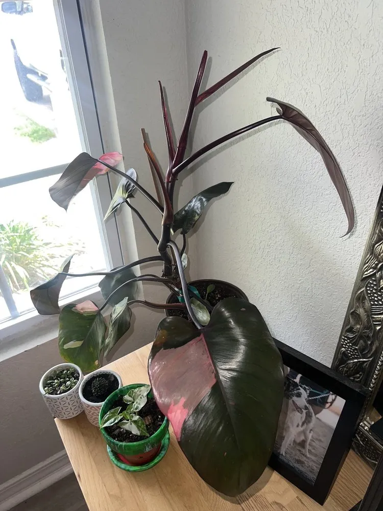 Expert yard maintenance experts serving Shalimar, FL - Wildwood Garden Shoppe & Nursery