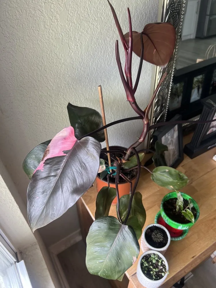 Reliable residential landscaping experts serving Shalimar, FL - Wildwood Garden Shoppe & Nursery