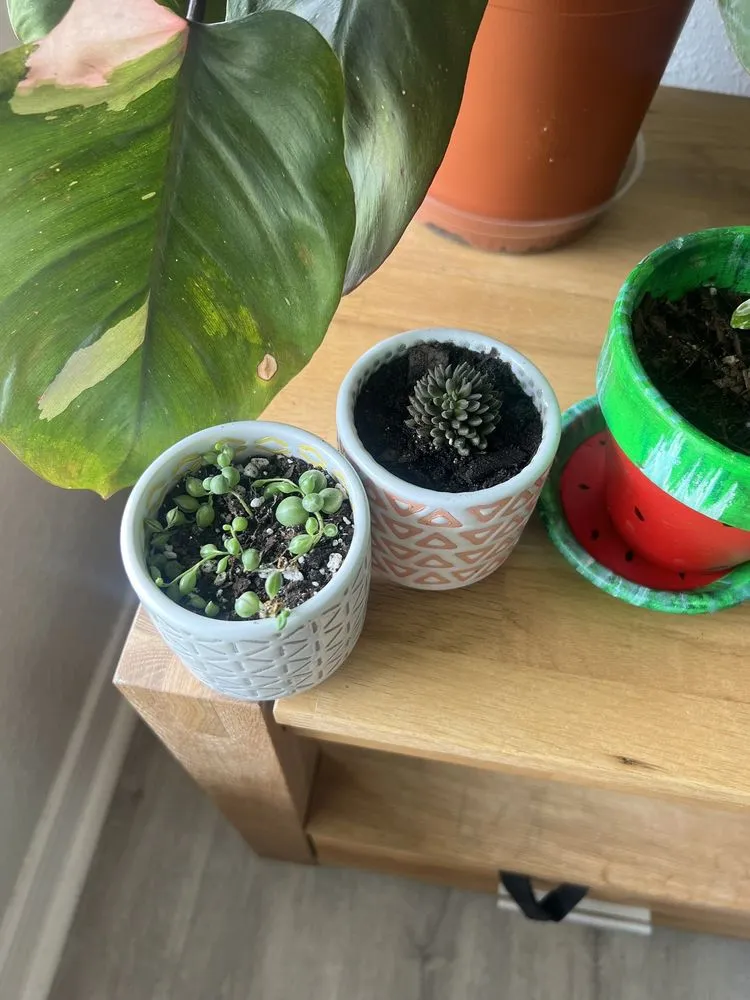 Expert landscape design experts serving Shalimar, FL - Wildwood Garden Shoppe & Nursery