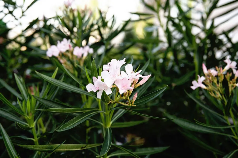 Local outdoor landscaping for homes across Shalimar, FL - Wildwood Garden Shoppe & Nursery