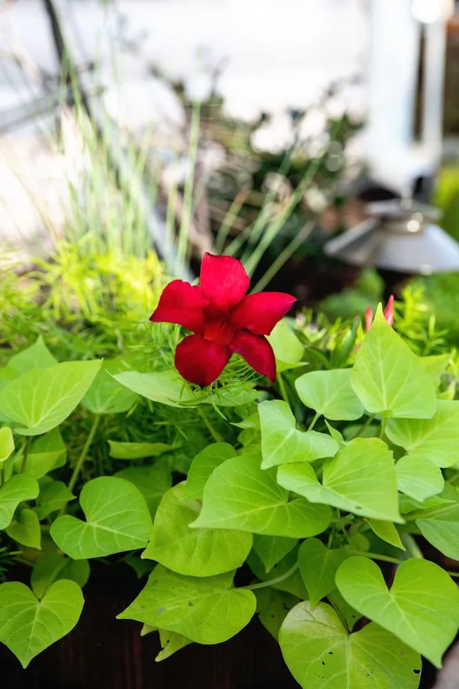 Reliable garden landscaping in Shalimar, FL - Wildwood Garden Shoppe & Nursery