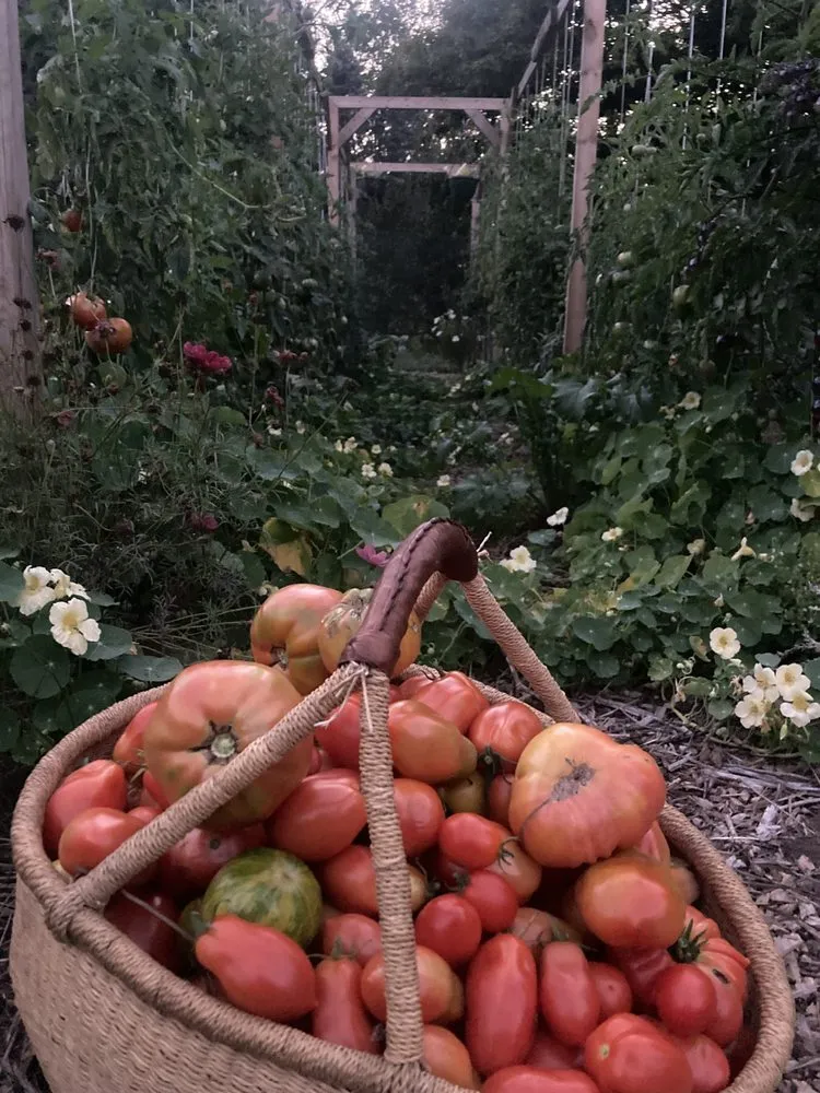 Trusted lawn mowing service in Marquette, MI - Wildwood Gardening