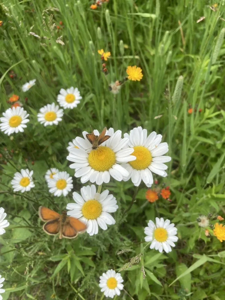 Local landscaping services near you in Marquette, MI by Wildwood Gardening