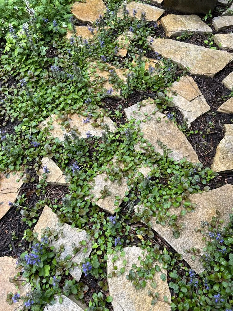 Professional yard maintenance experts serving Marquette, MI - Wildwood Gardening