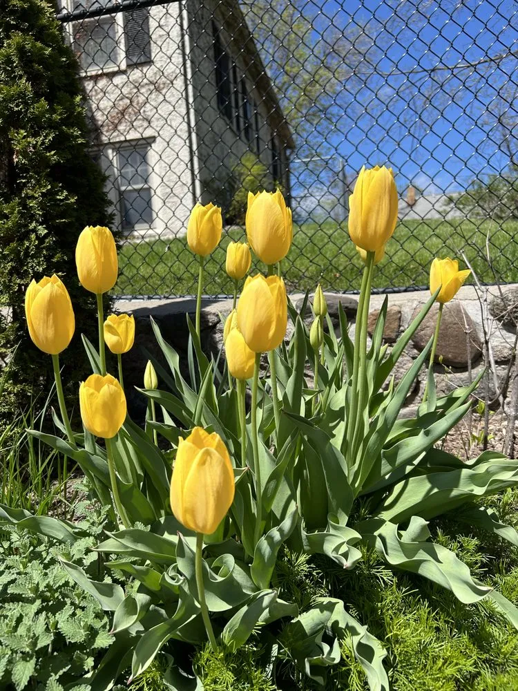 Professional residential landscaping for residential properties in Marquette, MI by Wildwood Gardening