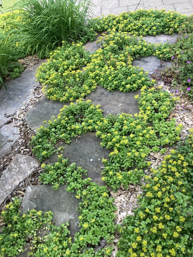 Local yard cleanup service for year-round maintenance across Marquette, MI - Wildwood Gardening