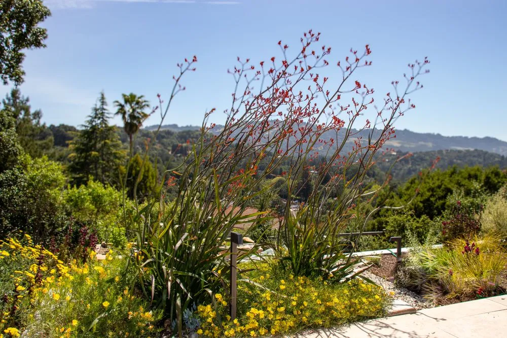 Custom yard maintenance experts serving Berkeley, CA - Wildwood Landscapes