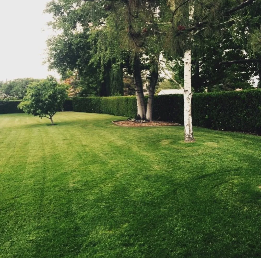 Professional lawn care service in Yucaipa, CA by Wildwood Landscapes