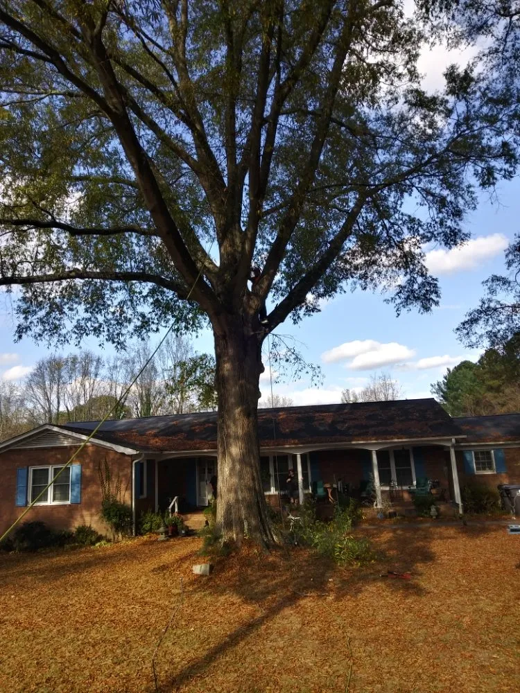 Top-rated yard cleanup service in Lexington, NC by Wiley's Tree Service & Landscaping