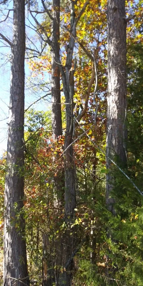 Local landscape installation for residential properties in Lexington, NC by Wiley's Tree Service & Landscaping