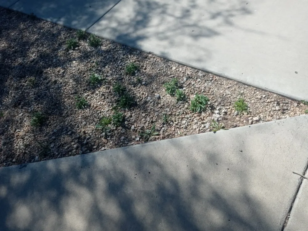 Custom landscape installation in El Mirage, AZ by Wilfer Natural Landscape