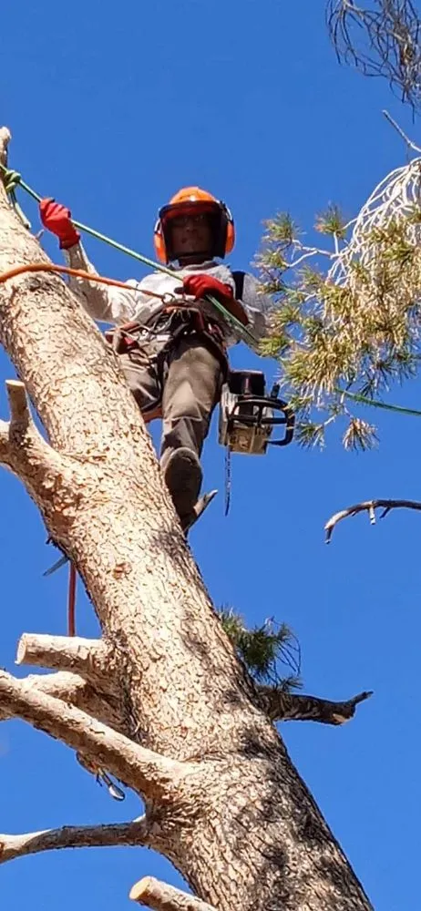 Expert landscape installation in El Mirage, AZ - Wilfer Natural Landscape