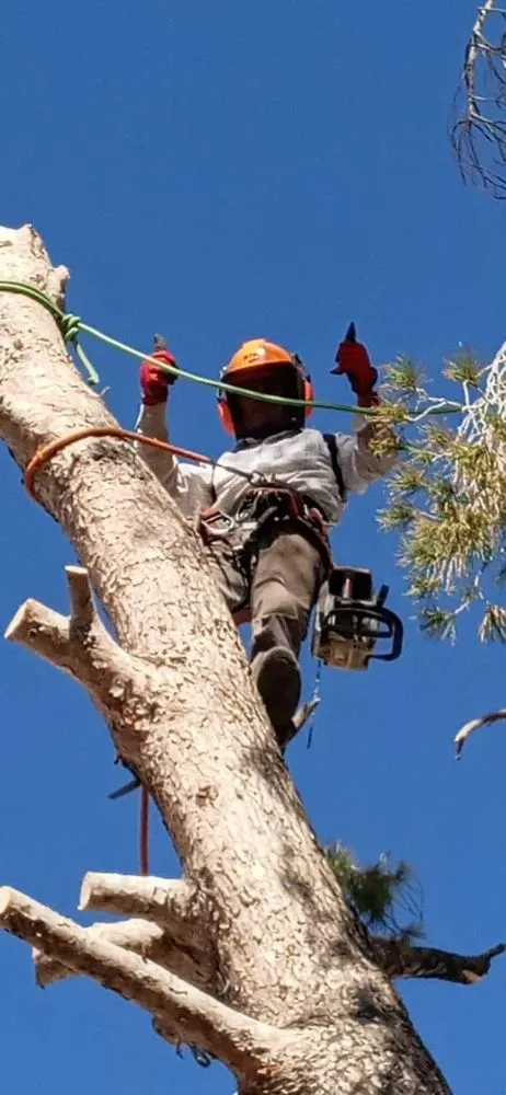 Custom landscaping services near you across El Mirage, AZ - Wilfer Natural Landscape