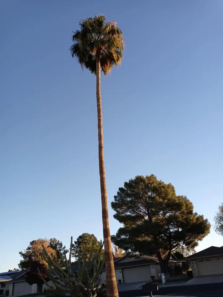 Reliable lawn mowing service in El Mirage, AZ by Wilfer Natural Landscape