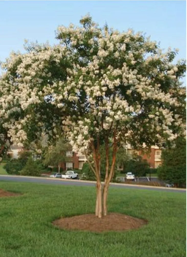 Trusted lawn care service for residential properties in Davidsonville, MD by Wilfredo Hardscaping