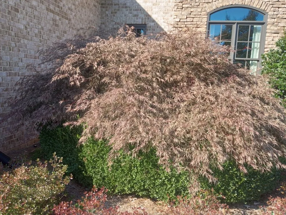 Professional outdoor landscaping in Smyrna, TN - Wilgros Landscaping