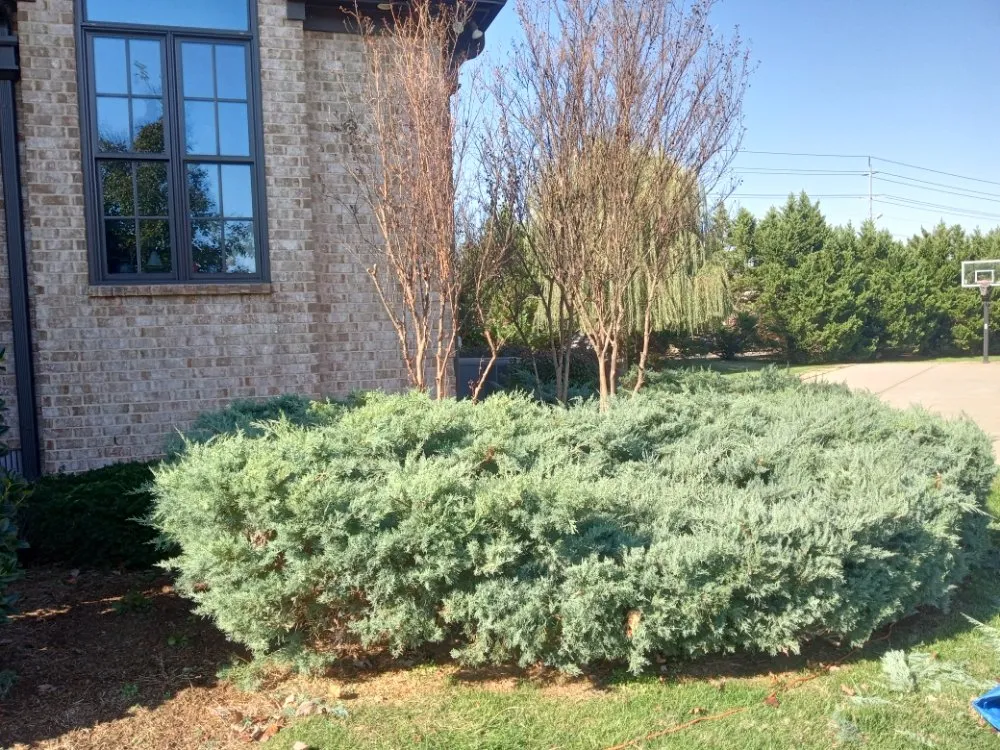 Affordable yard cleanup service in Smyrna, TN by Wilgros Landscaping