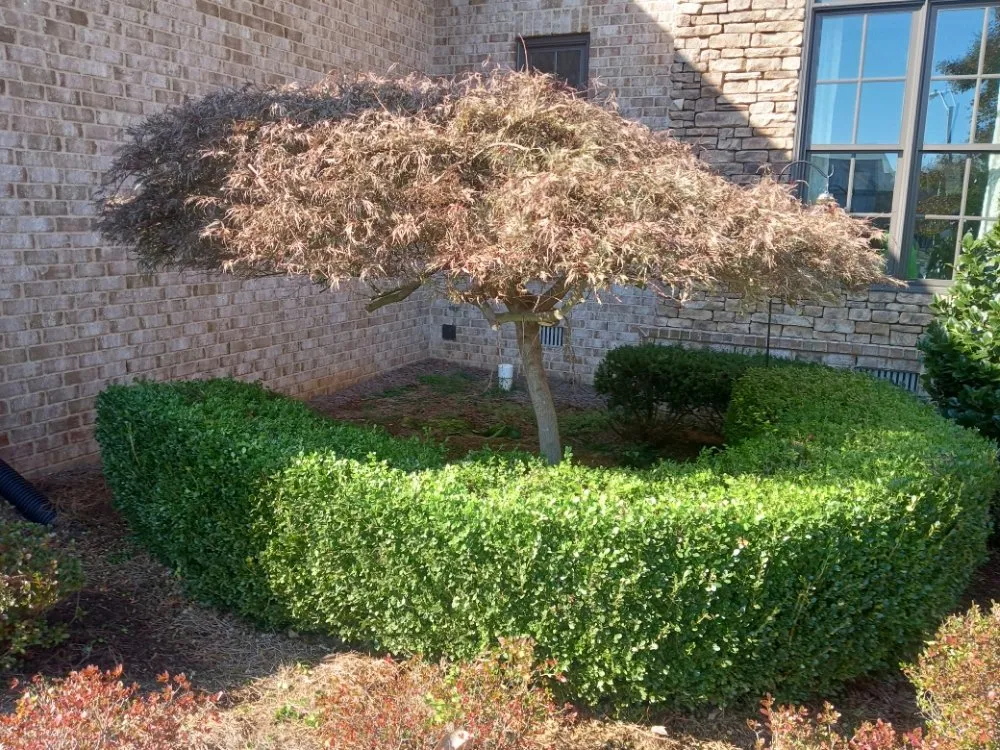 Trusted yard maintenance in Smyrna, TN by Wilgros Landscaping