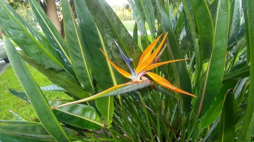 Professional yard cleanup service with custom design across Sarasota, FL - Wilhelm Brothers