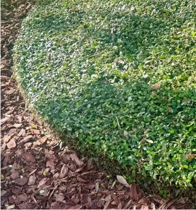 Top-rated landscape installation in Seffner, FL - Wilkes Property Maintenance Services