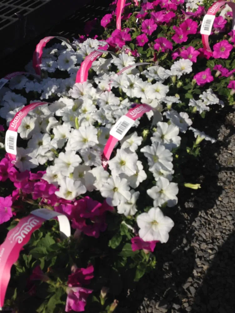 Custom lawn care service for year-round maintenance in Centereach, NY by Wilkie Landscaping