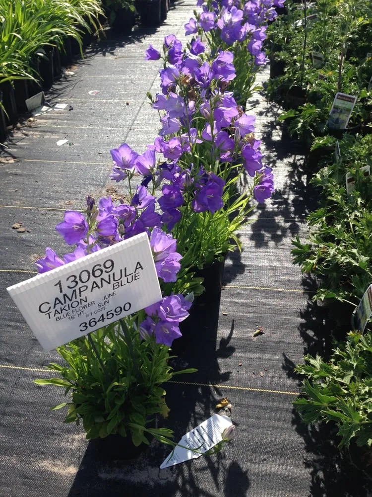 Expert outdoor landscaping for year-round maintenance across Centereach, NY - Wilkie Landscaping