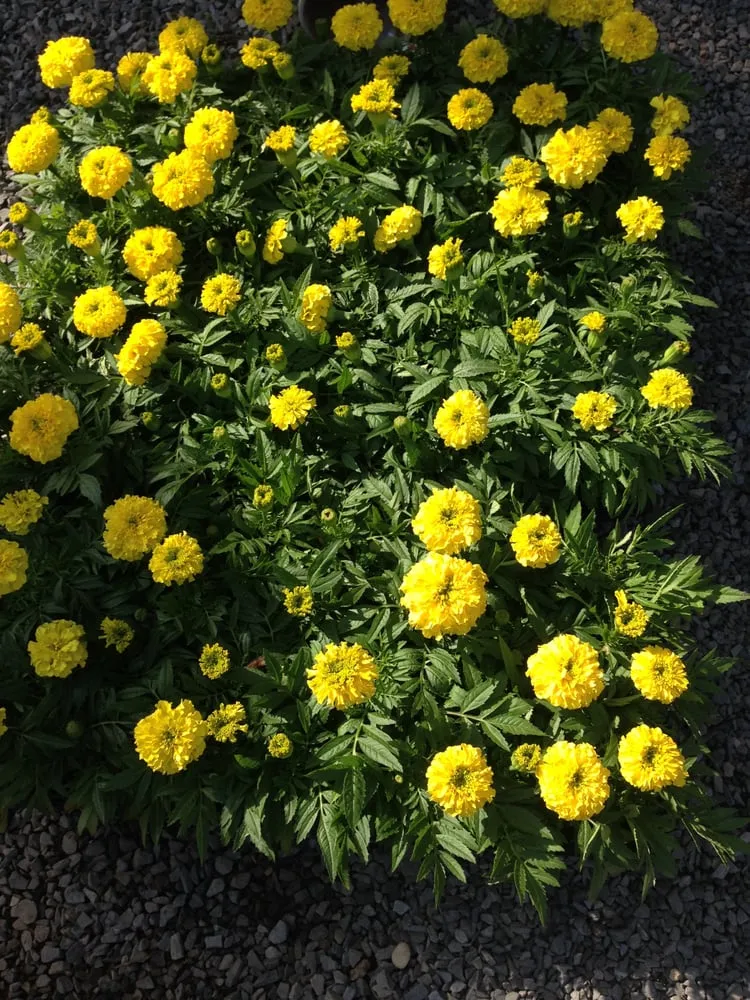 Top-rated garden landscaping for beautiful yards across Centereach, NY - Wilkie Landscaping