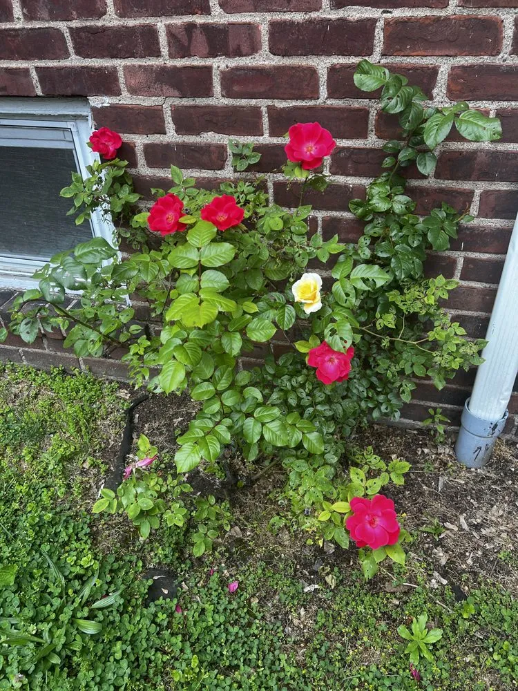 Professional landscaping services experts serving Garfield, NJ - Wilkins Landscaping