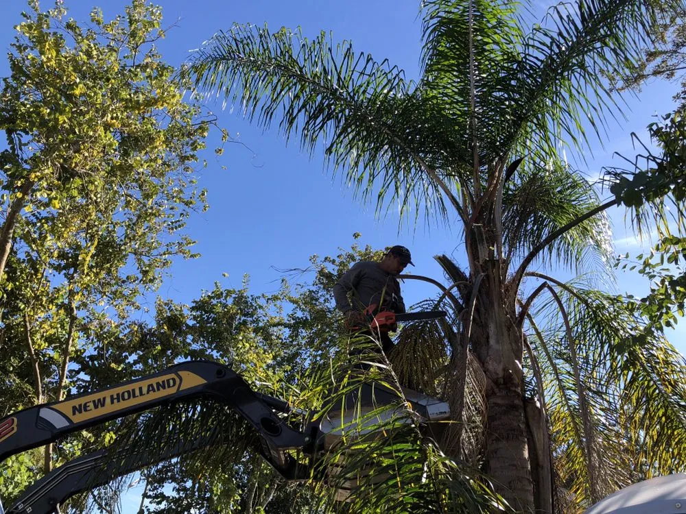 Trusted lawn care service with custom design across Tampa, FL - Will-B enterprises